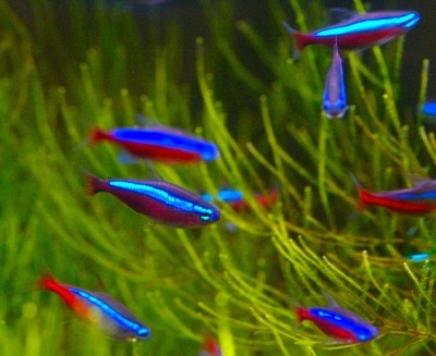 tetras - many neon tetra fishes in an aquarium