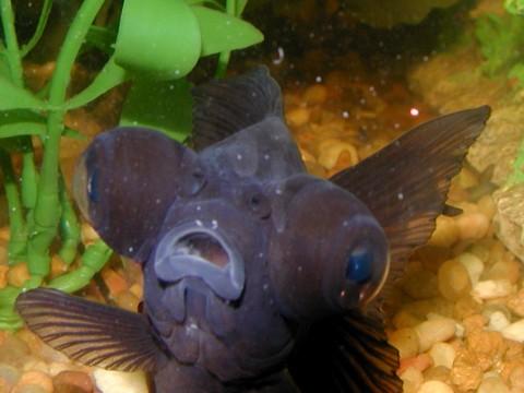 Big eyes - A big eye fish
