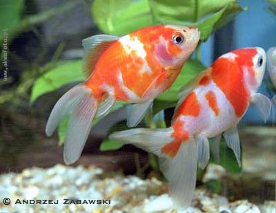 Goldfish - A pair goldfishes