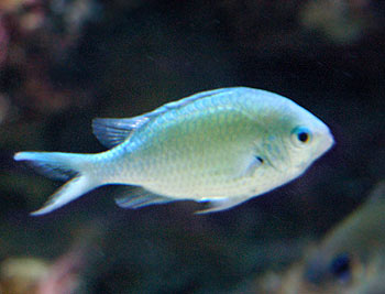 chromis - A green chromis