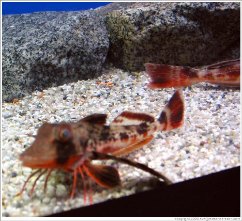 Kuji - Kuji is also one of the popular aquarium fishes( at least in my country)