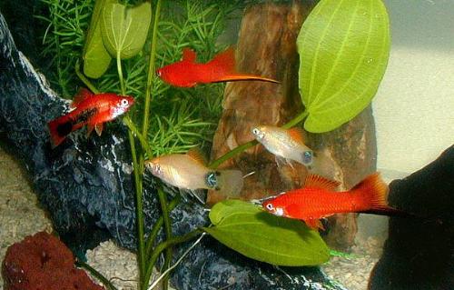 bearer - A bearer community in an aquarium! :)
