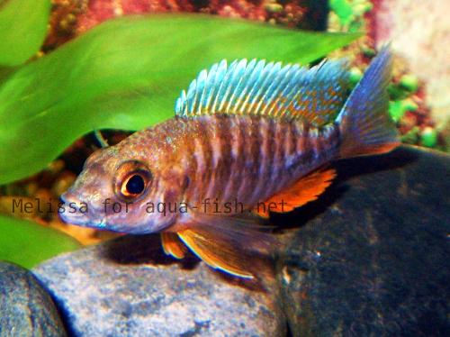 peacock - The peacock is very interesting fish