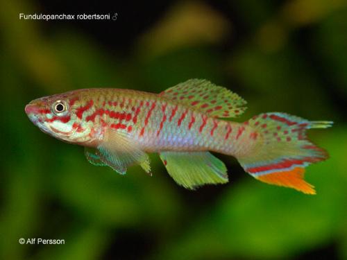 fish - I don't know the name of that fish, but it looks cool! Do you know how it called?