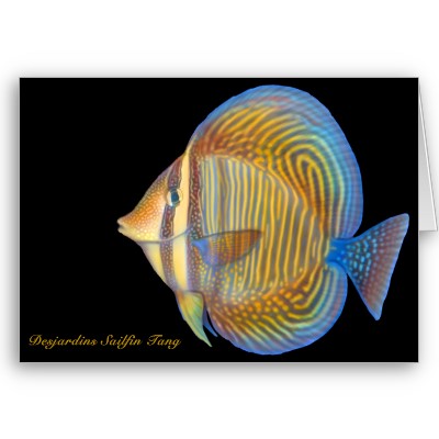 sailfin - The Sailfin fish is very popular in Japan