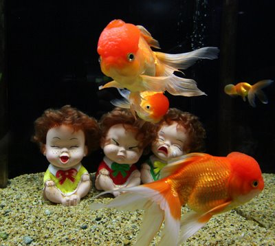 Sheep fish - The sheep fish has a very big head