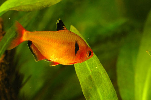 Tetra - An red tetra fish
