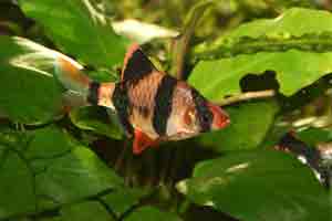 Tiger- barb - The tiger barb has five black stripes