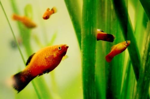 Tropical - Tropical fishes in a private aquarium!
