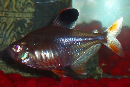 Black - A black certus. I have heard that this fish has a poison in his tale, but it can kill only very small fishes
