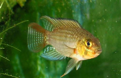xingum - So is that fish called in China!