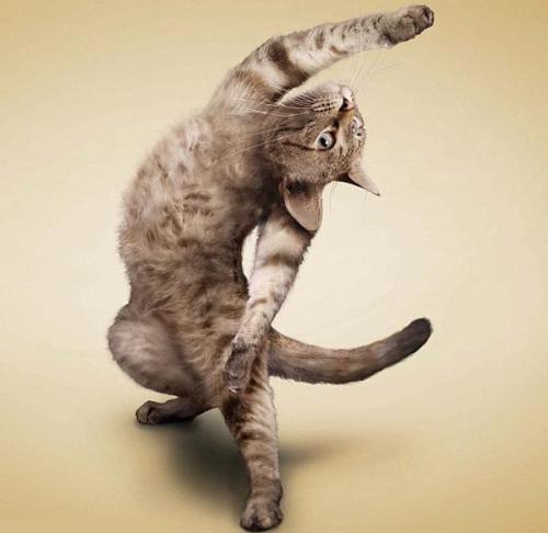 my yoga llife - A cat also enjoys the yoga life.