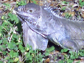 my green iguana  - I'll always love you my little green companion