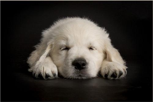 lovely dog - sooooooo cute!!!!
