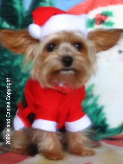 Christmas Puppy - Roxy at Christmas