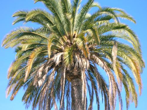 Palm Tree with Great Texture Depth  - This is one ive shared alot great for background texture or palm leaf texture.