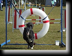 agility - Wendy at a agility competition