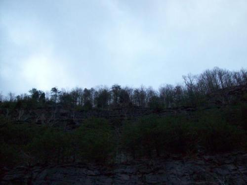Kentucky Trees - Kentucky trees