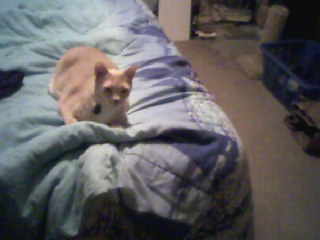 Cat on bed - Here is an older picture I took with my cell phone. It's precious on thebed. I love this creature so much. And, he's the creature in question. I just wish I knew a little more what to do. I hate what's happened, but I'll get through it. But anyway....