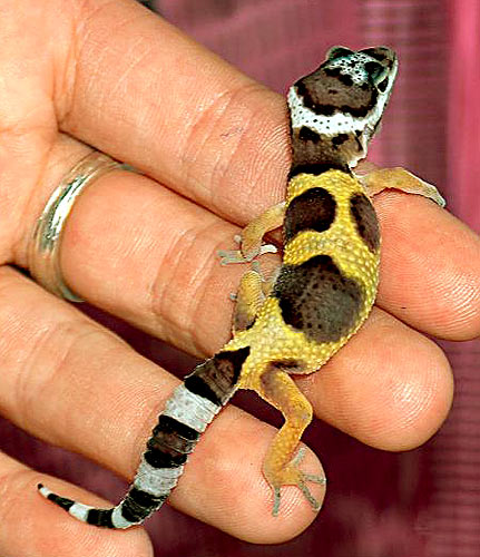 Gecko - Yellow gecko