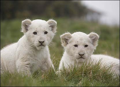 white lion cub - cute lion cubs!
