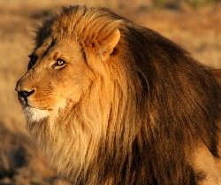 Lion - Like this Lion
