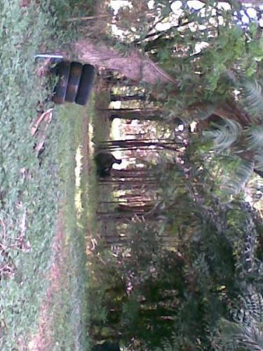 airsoft place (forest) - Picture where we participate in air soft. A mini forest.
