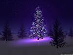 merry xmas, xmas tree, beautiful xmas - Christmas tree, Christmas time, Beautiful xmas