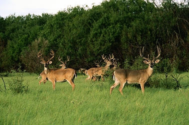 deer - white tailed deer
