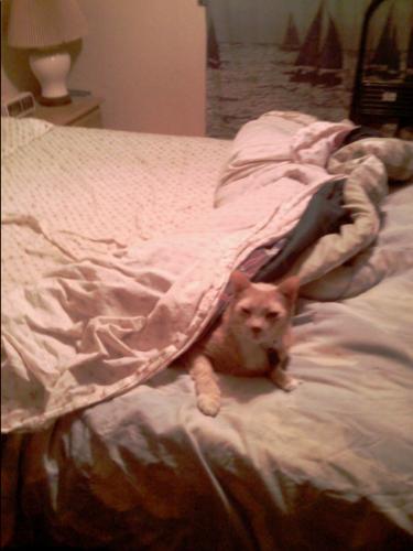 Cat or human - Precious loves to get in the bed. One day I pealed the covers back and wrapped them around him. He just lie there looking at me so I decided to get a picture. It was so cute to see him like that. Normally you can't get a cat or any animal for that matter to sit still. He on the other hand loves the camera so getting him to sit still isn't all that difficult.