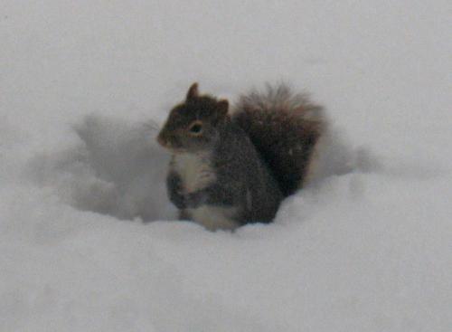 Grey Squirrell - A little "nuts"? Grey Squirrell - A little "nuts"?