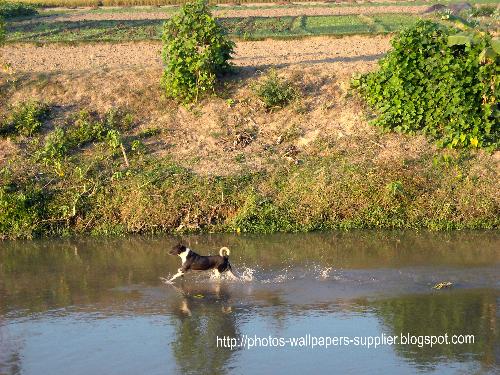 Dog In The River ! - In winter season, water level of small village rivers come down. So much so that even a dog play in the middle of such river ! The photo is taken in a village near my house.