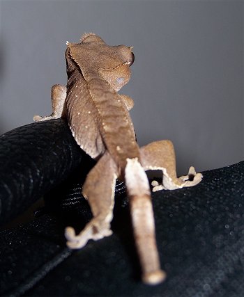 caledonian - Caledonian gecko