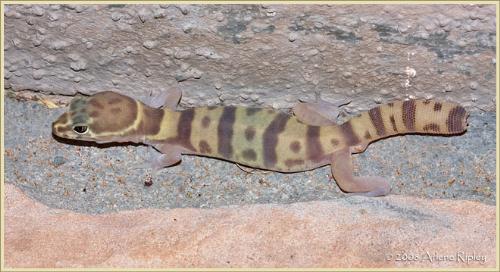 gecko - banded gecko