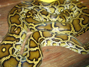 killer snake - A poisonous snake