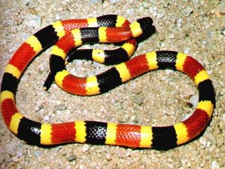 coral - A coral snake