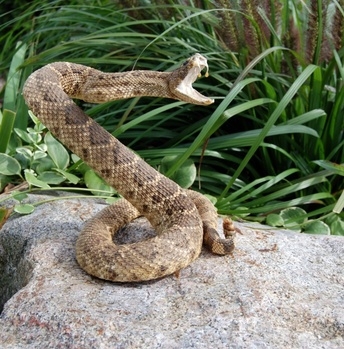 fotolia - a poisonous fotolia snake