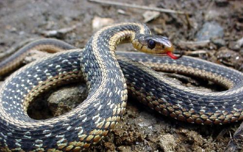 Ribbon - A ribbon snake