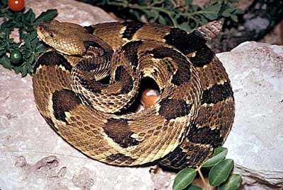 timber - A timber rattlesnake
