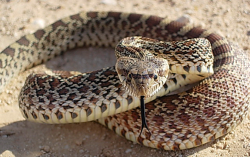 snake - an angry snake
