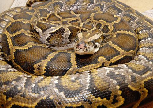 snake -  a python