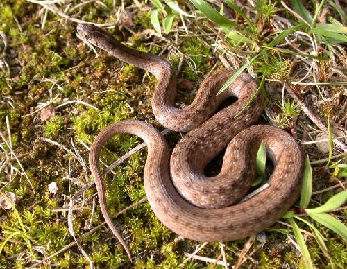 Snake - snake, snake, snake....