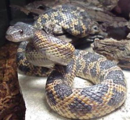 snake - a rat snake