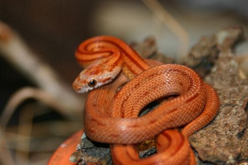 red - A red poisonous snake
