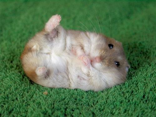 cute  - a cute small hamster
