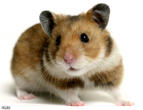 hasmter - A hamster is staring at something