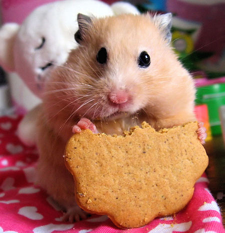 biscuit - hamster is eating a biscuit