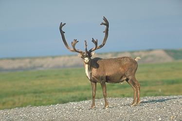Elk - caribou