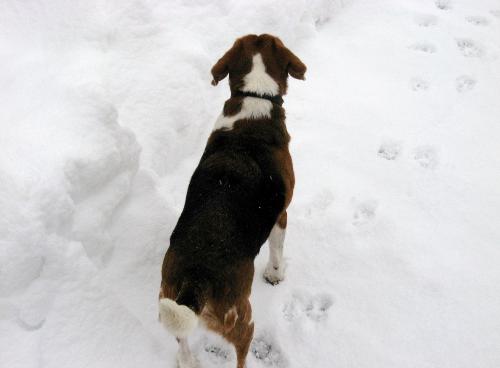 'Where's it at?' - Buster searching for that racoon he saw a second ago.