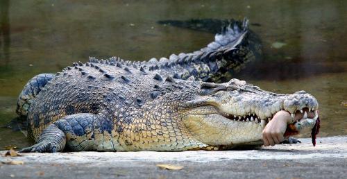 Crocodile eat humans hand! - Crocodile brutally eat humans hand